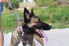 ADARA, Hund, Malinois-Mix in Spanien - Bild 11