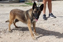 ADARA, Hund, Malinois-Mix in Spanien - Bild 2