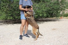 ADARA, Hund, Malinois-Mix in Spanien - Bild 3