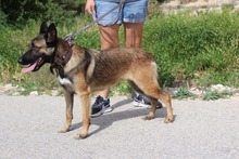 ADARA, Hund, Malinois-Mix in Spanien - Bild 4