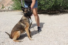 ADARA, Hund, Malinois-Mix in Spanien - Bild 5