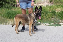 ADARA, Hund, Malinois-Mix in Spanien - Bild 6