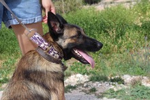 ADARA, Hund, Malinois-Mix in Spanien - Bild 7