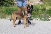 ADARA, Hund, Malinois-Mix in Spanien - Bild 8