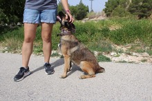 ADARA, Hund, Malinois-Mix in Spanien - Bild 9