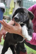 CARMELA, Hund, Mischlingshund in Peine - Bild 11