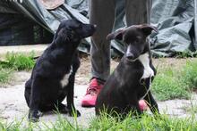 CARMELA, Hund, Mischlingshund in Peine - Bild 14