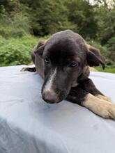 CARMELA, Hund, Mischlingshund in Peine - Bild 16