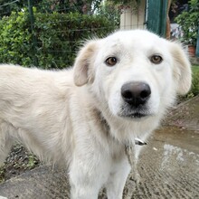 OSKAR, Hund, Amerikanisch-Canadischer Weißer Schäferhund-Mix in Griechenland - Bild 1