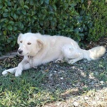 OSKAR, Hund, Amerikanisch-Canadischer Weißer Schäferhund-Mix in Griechenland - Bild 2