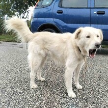 OSKAR, Hund, Amerikanisch-Canadischer Weißer Schäferhund-Mix in Griechenland - Bild 3