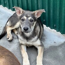 ANA, Hund, Mischlingshund in Rumänien - Bild 1