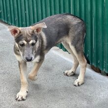 ANA, Hund, Mischlingshund in Rumänien - Bild 5