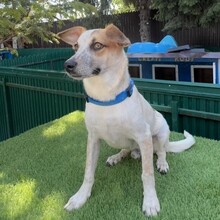 XANY, Hund, Mischlingshund in Rumänien - Bild 12