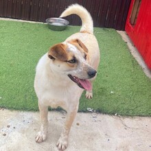XANY, Hund, Mischlingshund in Rumänien - Bild 13