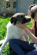 SHAR, Hund, Mischlingshund in Bulgarien - Bild 5