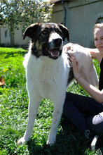 SHAR, Hund, Mischlingshund in Bulgarien - Bild 6