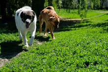 SHAR, Hund, Mischlingshund in Bulgarien - Bild 7