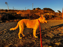 LIKA, Hund, Mischlingshund in Hannover - Bild 10