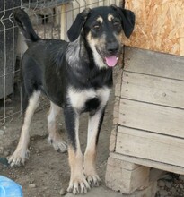 FLEUR, Hund, Mischlingshund in Rumänien - Bild 4