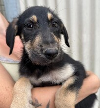 FLEUR, Hund, Mischlingshund in Rumänien - Bild 9