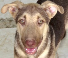 XORN, Hund, Siberian Husky-Deutscher Schäferhund-Mix in Zypern - Bild 1