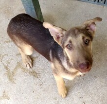 XORN, Hund, Siberian Husky-Deutscher Schäferhund-Mix in Zypern - Bild 2