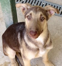 XORN, Hund, Siberian Husky-Deutscher Schäferhund-Mix in Zypern - Bild 3