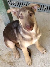 XORN, Hund, Siberian Husky-Deutscher Schäferhund-Mix in Zypern - Bild 5