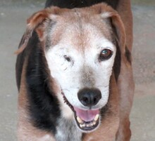 VALE, Hund, Beagle-Mix in Zypern - Bild 1