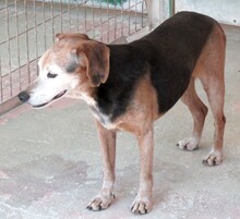 VALE, Hund, Beagle-Mix in Zypern - Bild 2