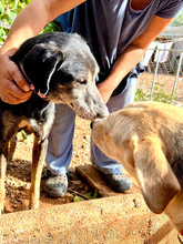 TADEO, Hund, Mischlingshund in Griechenland - Bild 2