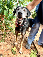 TADEO, Hund, Mischlingshund in Griechenland - Bild 4