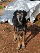 TADEO, Hund, Mischlingshund in Griechenland - Bild 6