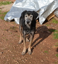 TADEO, Hund, Mischlingshund in Griechenland - Bild 7