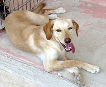 DONER, Hund, Labrador-Mix in Zypern - Bild 3