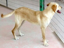 DONER, Hund, Labrador-Mix in Zypern - Bild 6