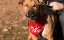 FINJA, Hund, Mischlingshund in Spardorf - Bild 5