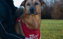 FINJA, Hund, Mischlingshund in Spardorf - Bild 6