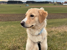 CRISTOFORO, Hund, Mischlingshund in Wiesenfelden - Bild 1