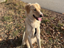 CRISTOFORO, Hund, Mischlingshund in Wiesenfelden - Bild 2