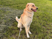 CRISTOFORO, Hund, Mischlingshund in Wiesenfelden - Bild 3