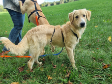 CRISTOFORO, Hund, Mischlingshund in Wiesenfelden - Bild 4
