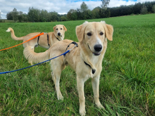 CRISTOFORO, Hund, Mischlingshund in Wiesenfelden - Bild 5