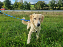 CRISTOFORO, Hund, Mischlingshund in Wiesenfelden - Bild 6