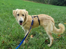 CRISTOFORO, Hund, Mischlingshund in Wiesenfelden - Bild 7