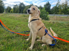 CRISTOFORO, Hund, Mischlingshund in Wiesenfelden - Bild 8