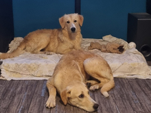 CRISTOFORO, Hund, Mischlingshund in Wiesenfelden - Bild 9