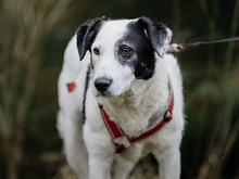 SAMIRA, Hund, Mischlingshund in Langenhorn - Bild 1