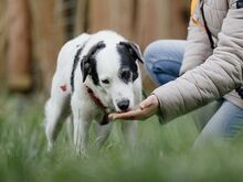 SAMIRA, Hund, Mischlingshund in Langenhorn - Bild 2